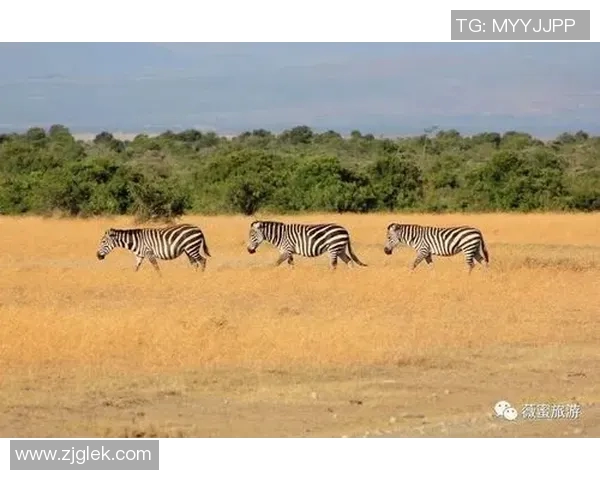 球星卡片收集挑战赛：带领球队走向冠军，开启你的足球冒险之旅